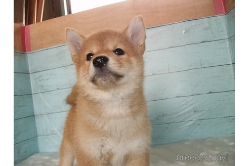 成約済の埼玉県の柴犬-306636の7枚目