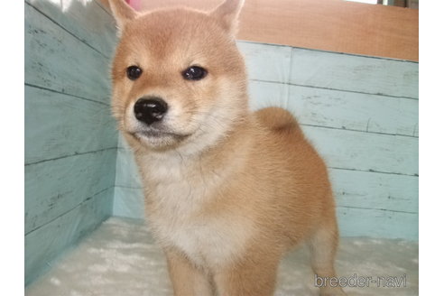 成約済の埼玉県の柴犬-306636の6枚目