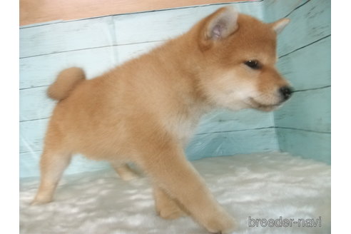 成約済の埼玉県の柴犬-306636の5枚目