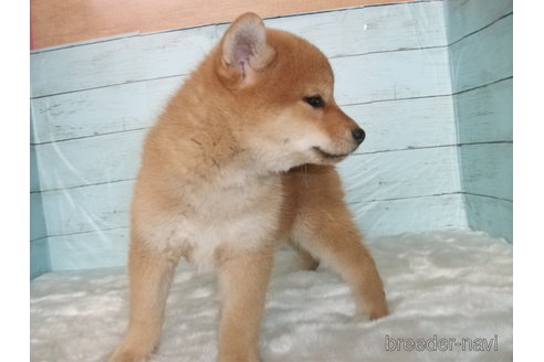 成約済の埼玉県の柴犬-306636の4枚目
