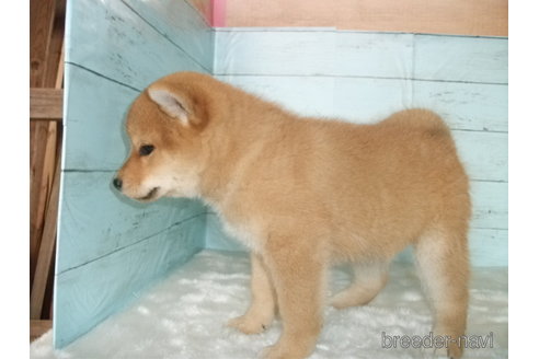 成約済の埼玉県の柴犬-306636の2枚目