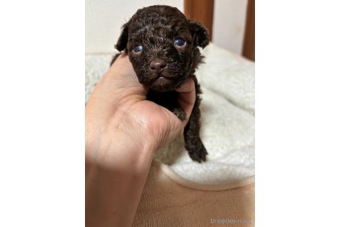 成約済の山口県のタイニープードル-306635の2枚目
