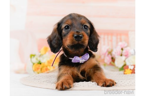 成約済の神奈川県のカニンヘンダックスフンド(ロングヘアード)-306642の10枚目