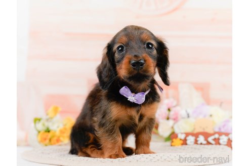 成約済の神奈川県のカニンヘンダックスフンド(ロングヘアード)-306642の6枚目