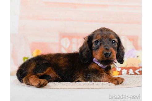 成約済の神奈川県のカニンヘンダックスフンド(ロングヘアード)-306642の7枚目