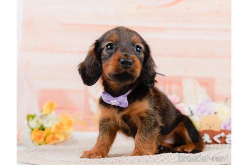 成約済の神奈川県のカニンヘンダックスフンド(ロングヘアード)-306642の8枚目