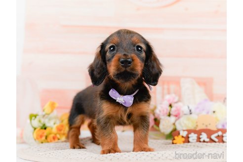 成約済の神奈川県のカニンヘンダックスフンド(ロングヘアード)-306642の1枚目