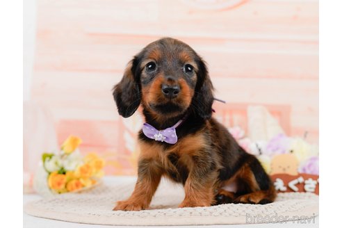 成約済の神奈川県のカニンヘンダックスフンド(ロングヘアード)-306642の3枚目