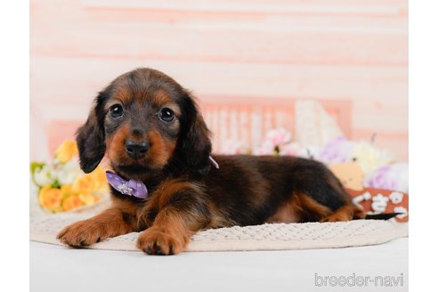 成約済の神奈川県のカニンヘンダックスフンド(ロングヘアード)-306642の4枚目