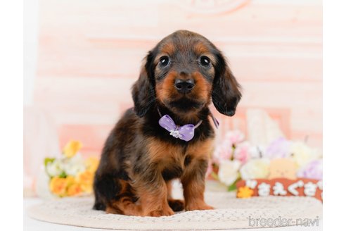 成約済の神奈川県のカニンヘンダックスフンド(ロングヘアード)-306642の5枚目