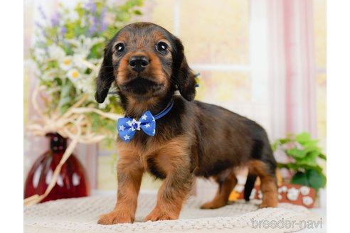 成約済の神奈川県のカニンヘンダックスフンド(ロングヘアード)-306644の5枚目