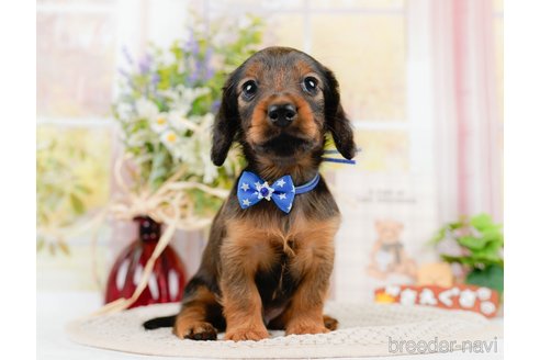 成約済の神奈川県のカニンヘンダックスフンド(ロングヘアード)-306644の6枚目