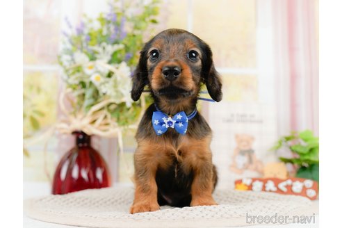 成約済の神奈川県のカニンヘンダックスフンド(ロングヘアード)-306644の8枚目