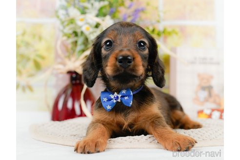 成約済の神奈川県のカニンヘンダックスフンド(ロングヘアード)-306644の2枚目