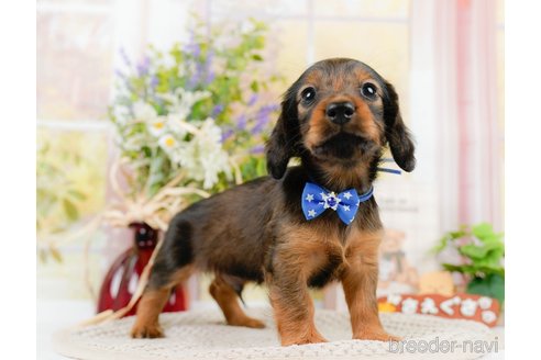 成約済の神奈川県のカニンヘンダックスフンド(ロングヘアード)-306644