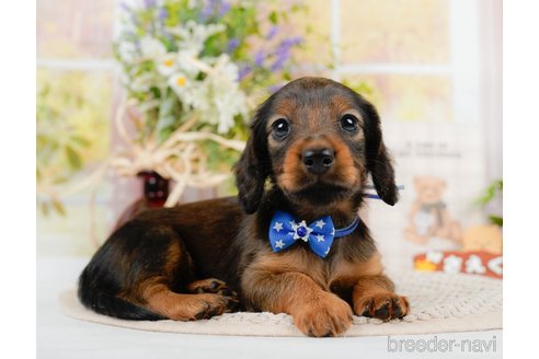 成約済の神奈川県のカニンヘンダックスフンド(ロングヘアード)-306644の3枚目