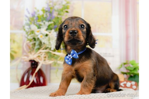 成約済の神奈川県のカニンヘンダックスフンド(ロングヘアード)-306644の4枚目