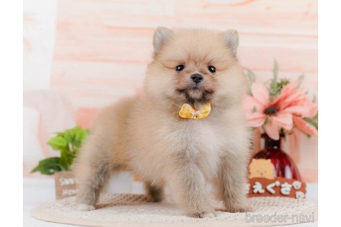 成約済の神奈川県のポメラニアン-306645の7枚目