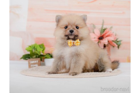 成約済の神奈川県のポメラニアン-306645の8枚目