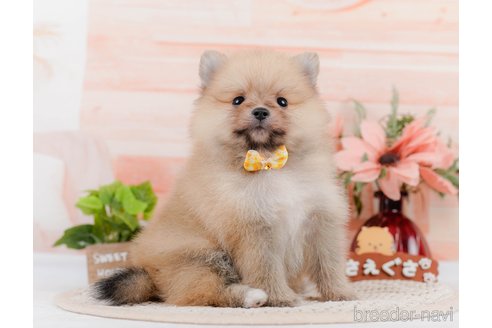 成約済の神奈川県のポメラニアン-306645の3枚目