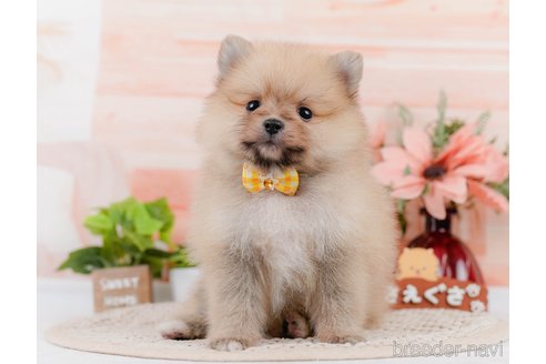 成約済の神奈川県のポメラニアン-306645