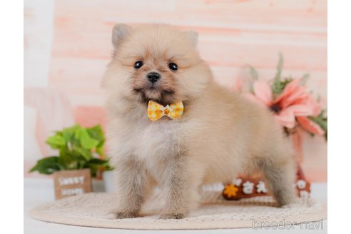 成約済の神奈川県のポメラニアン-306645の6枚目