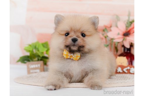 成約済の神奈川県のポメラニアン-306645の5枚目