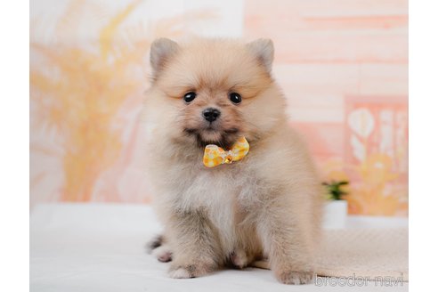 成約済の神奈川県のポメラニアン-306645の2枚目