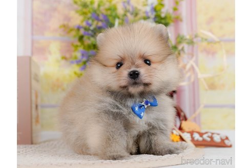 成約済の神奈川県のポメラニアン-306647の4枚目