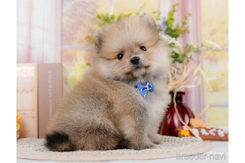 成約済の神奈川県のポメラニアン-306647の5枚目