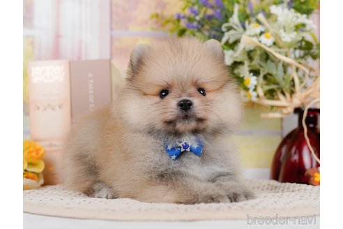 成約済の神奈川県のポメラニアン-306647