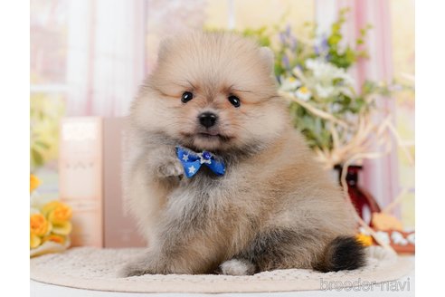 成約済の神奈川県のポメラニアン-306647の6枚目