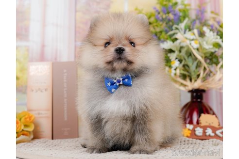 成約済の神奈川県のポメラニアン-306647の7枚目