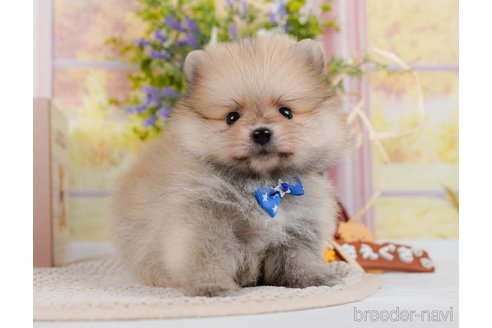 成約済の神奈川県のポメラニアン-306647の8枚目