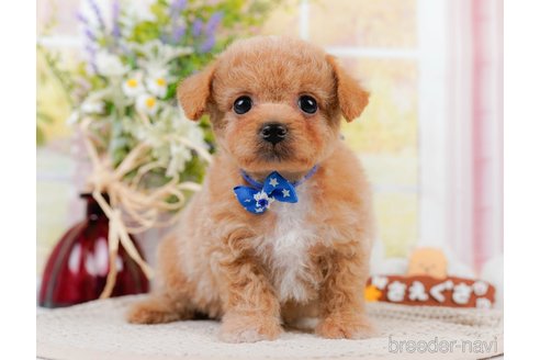 成約済の神奈川県のチワプー:チワワ×トイプードル-306648の7枚目