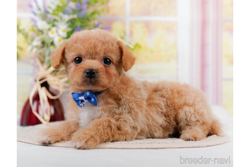 成約済の神奈川県のチワプー:チワワ×トイプードル-306648の8枚目