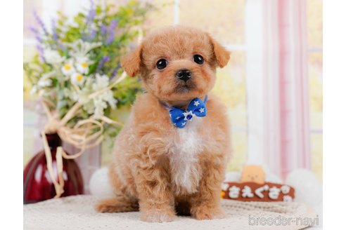 成約済の神奈川県のチワプー:チワワ×トイプードル-306648の3枚目