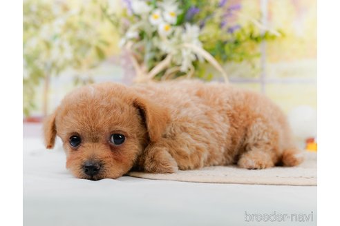 成約済の神奈川県のチワプー:チワワ×トイプードル-306648の4枚目