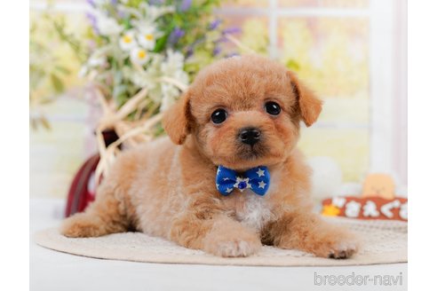 成約済の神奈川県のチワプー:チワワ×トイプードル-306648の1枚目