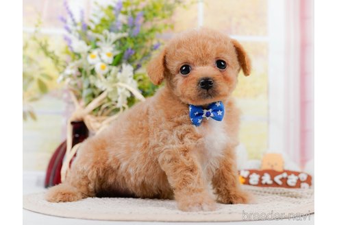 成約済の神奈川県のチワプー:チワワ×トイプードル-306648の5枚目