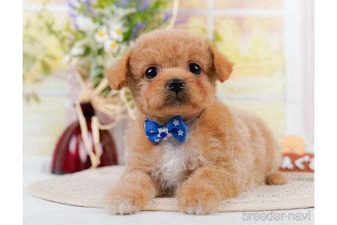 成約済の神奈川県のチワプー:チワワ×トイプードル-306648の6枚目