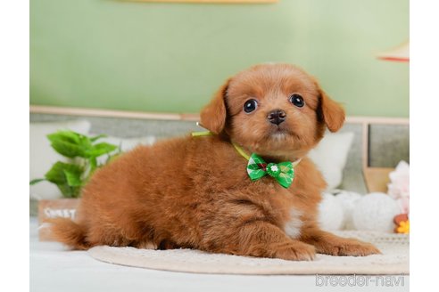 成約済の神奈川県のチワプー:チワワ×トイプードル-306650の8枚目