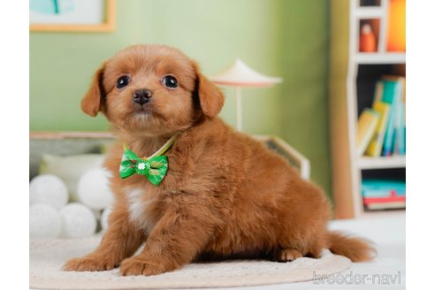 成約済の神奈川県のチワプー:チワワ×トイプードル-306650の9枚目