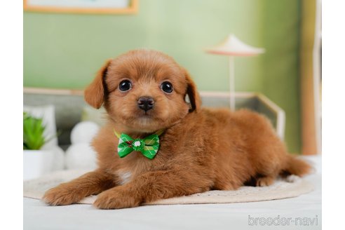 成約済の神奈川県のチワプー:チワワ×トイプードル-306650の5枚目