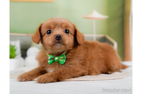 成約済の神奈川県のチワプー:チワワ×トイプードル-306650の1枚目