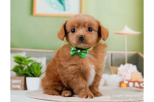 成約済の神奈川県のチワプー:チワワ×トイプードル-306650の6枚目