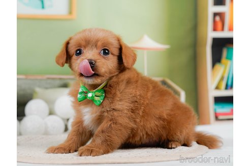 成約済の神奈川県のチワプー:チワワ×トイプードル-306650の7枚目