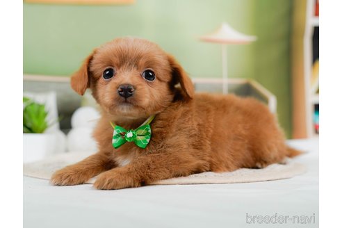 成約済の神奈川県のチワプー:チワワ×トイプードル-306650の2枚目