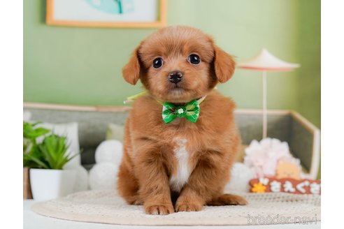 成約済の神奈川県のチワプー:チワワ×トイプードル-306650の4枚目