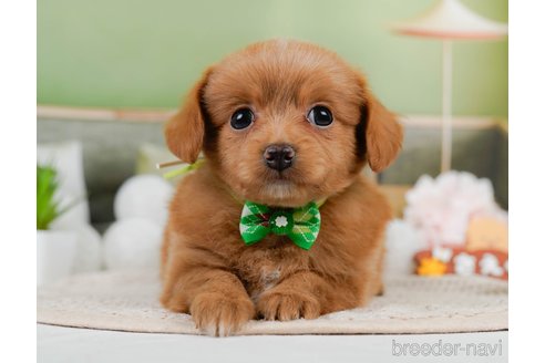 成約済の神奈川県のチワプー:チワワ×トイプードル-306650の3枚目